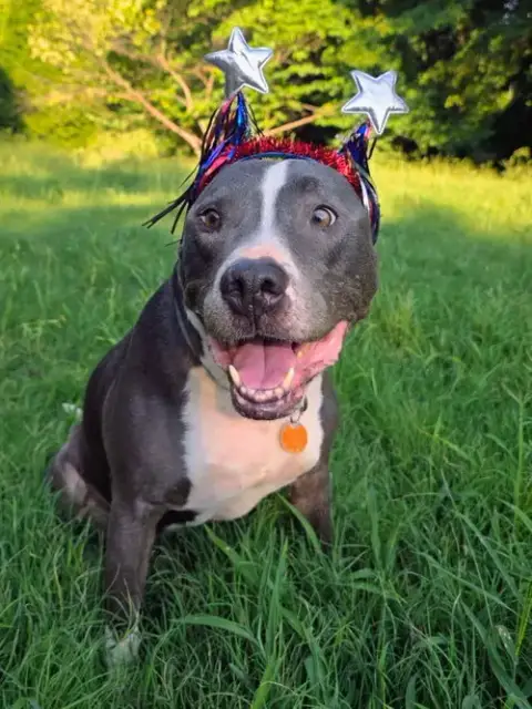 Bruno
