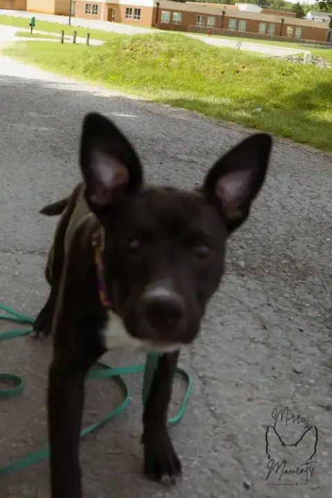 Chicken Nugget: Not At Shelter photo 4