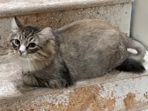 Biscuit