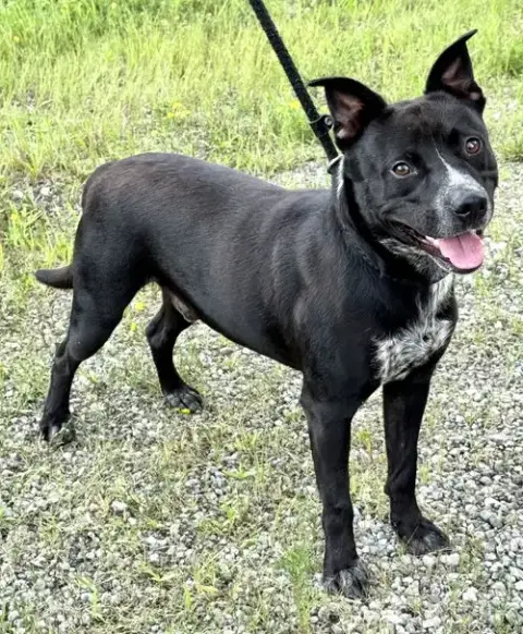 Louie photo 3