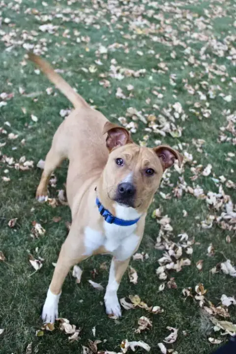 Boomer Jr photo 3