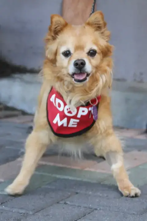 Darling Dexter photo 4