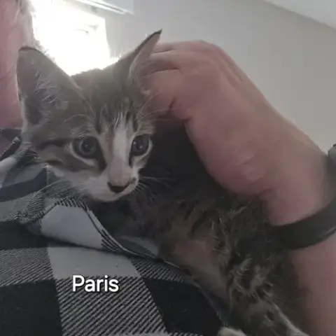 Paris photo 3