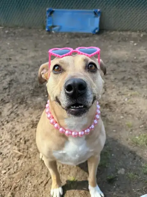 Maggie Moo photo 3