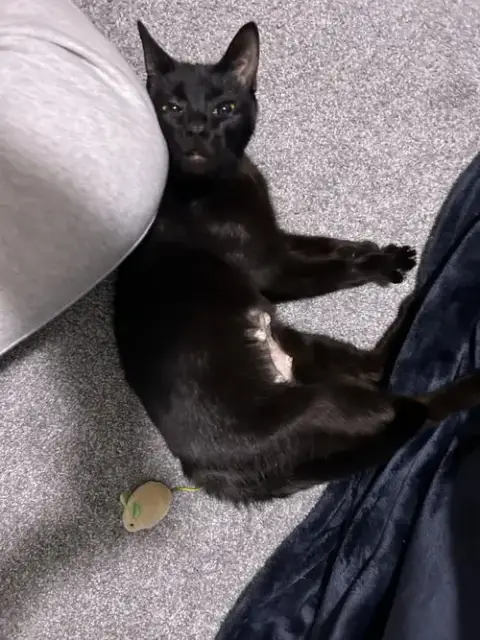 Khaleesi photo 5