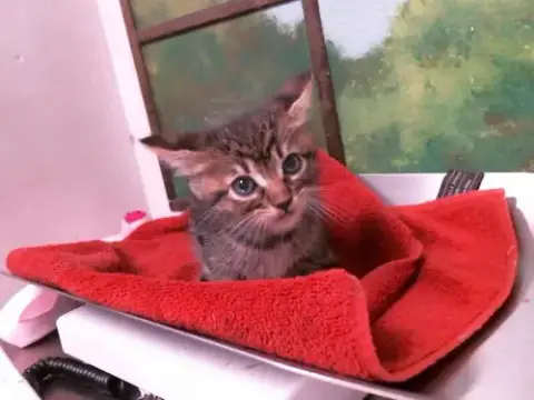 Pepperoni