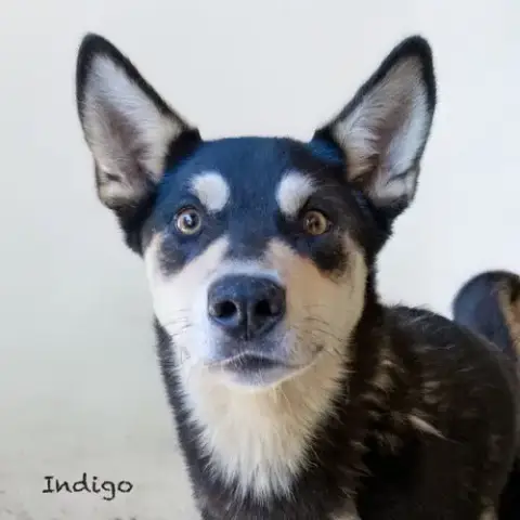 Indigo photo 4