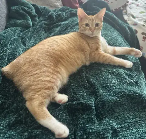 Cheeto #Craves-Attention photo 5