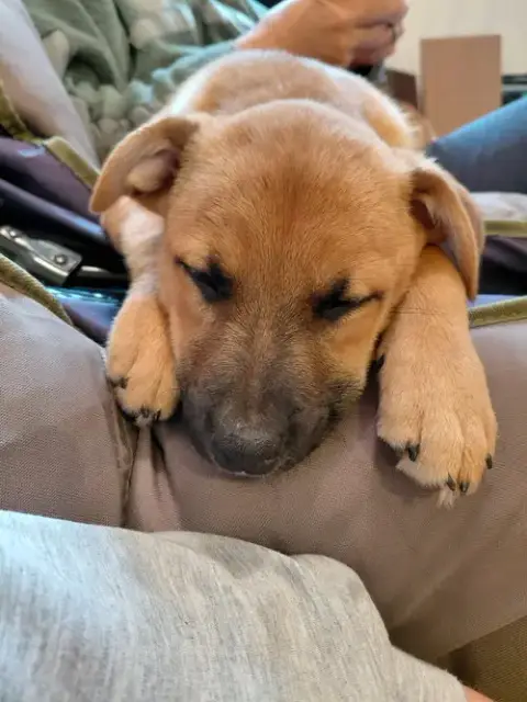 Penny photo 4