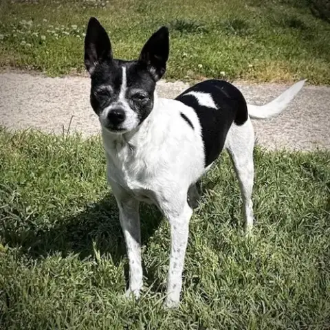 Millie