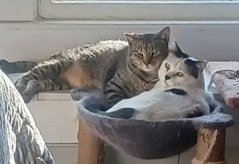 Panda And Louie
