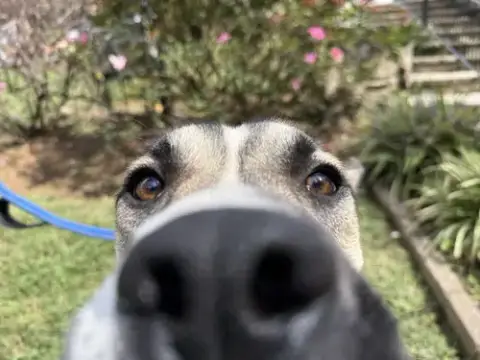 Nitro photo 3