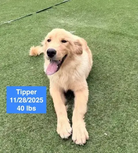 Tipper photo 3