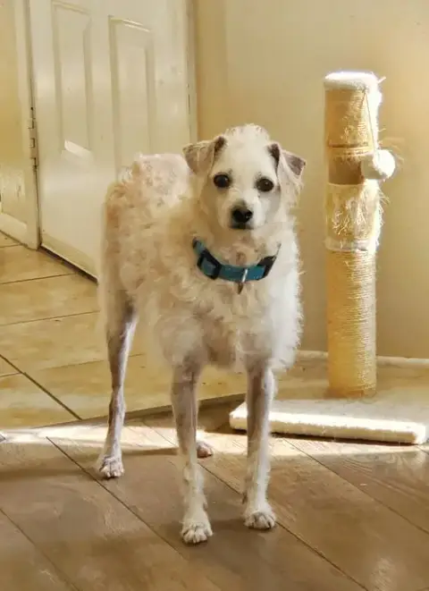 Barney photo 4