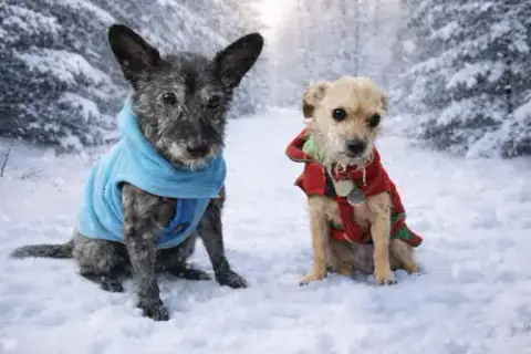Toto photo 4