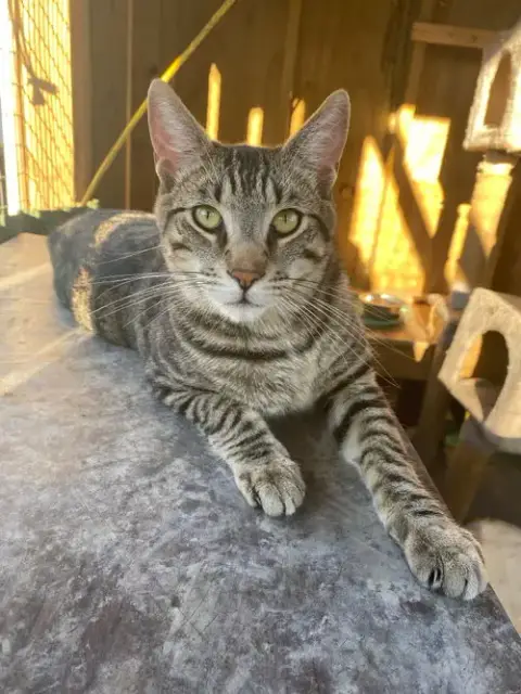Abe