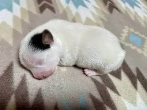 Scout
