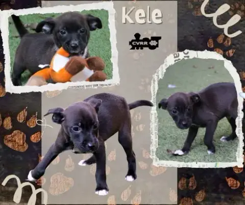 Kele photo 2
