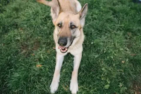 Zoey photo 4