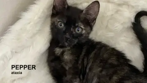 Pepper photo 4