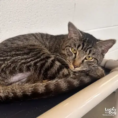Mufasa