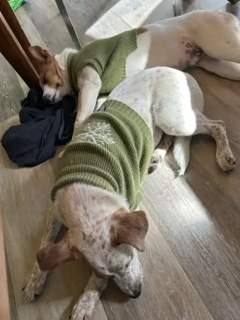 Lila photo 3