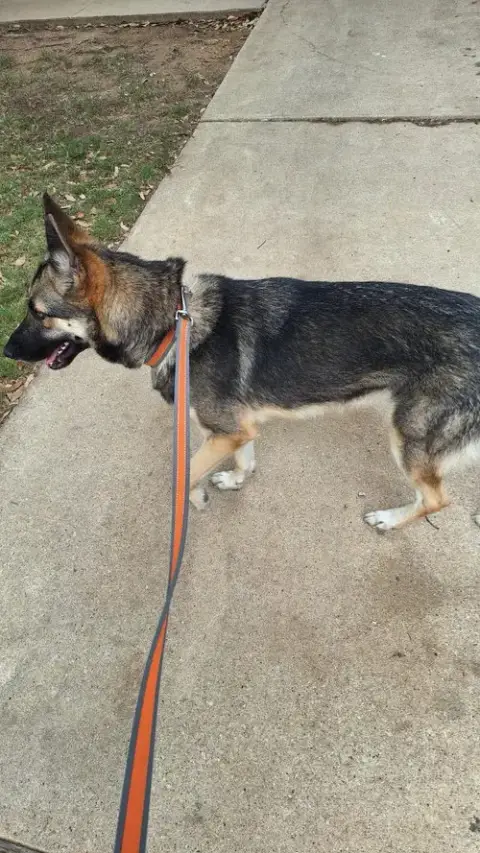 Shay
