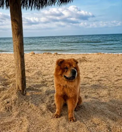 Oso photo 3