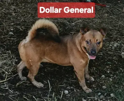 Dollar General photo 3