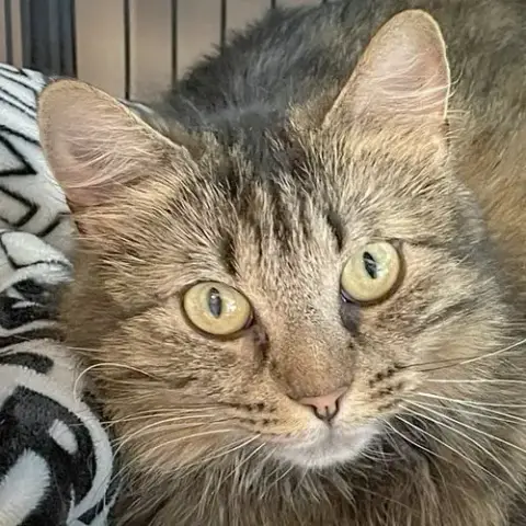 Lady