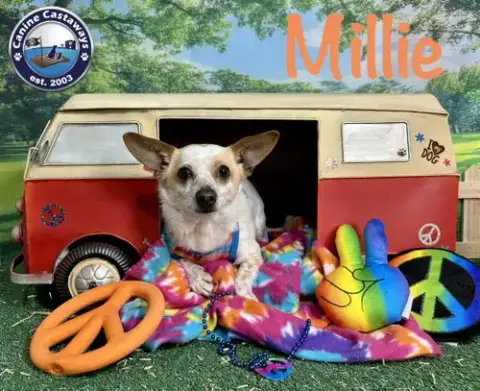 Millie photo 4