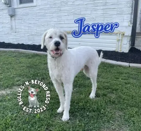 Jasper photo 2