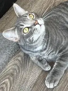 Kitten Max photo 3