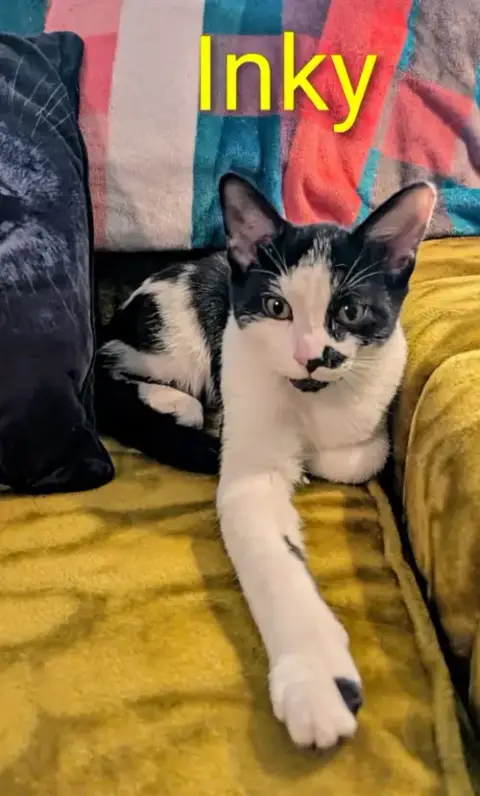 Kitten Inky photo 2