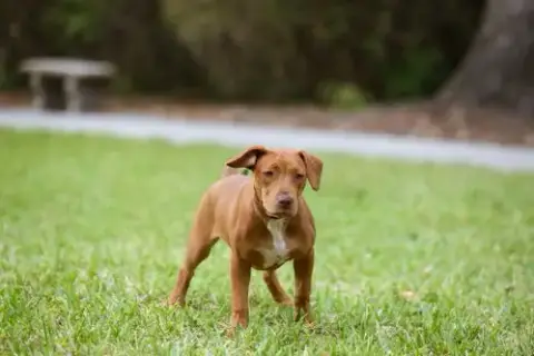 Hank photo 2