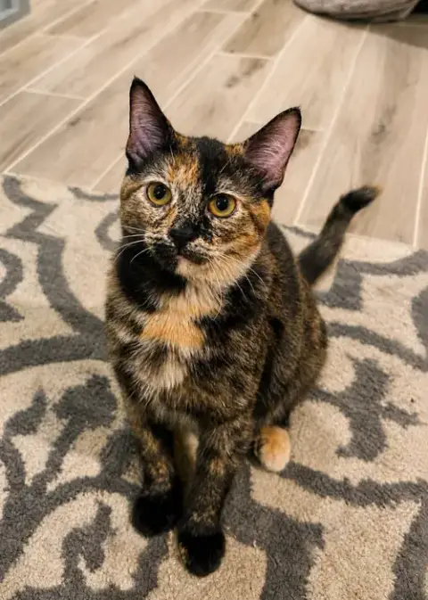 Freya