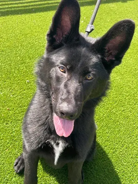 Charley photo 5