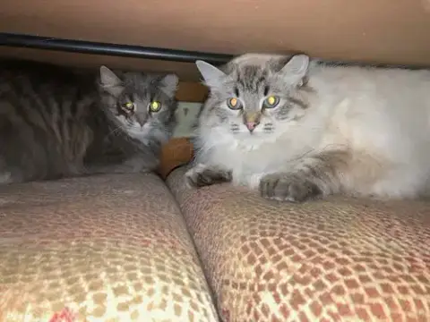Lance Bonded With Lacey photo 2