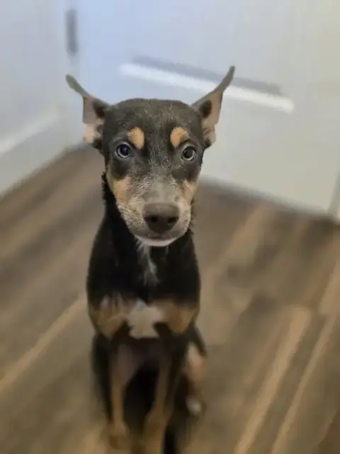 Ollie photo 3