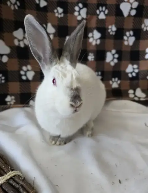 Smudge photo 4