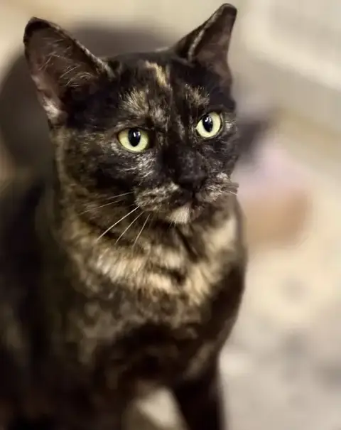 Phoebe photo 4
