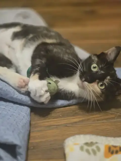 Tofu photo 3