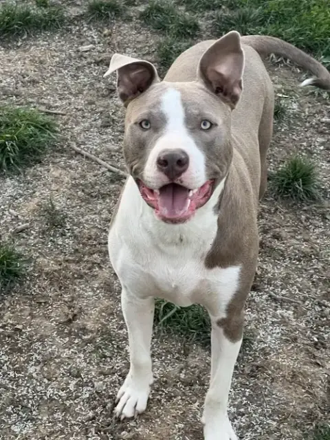 Two Tone Tucker photo 5