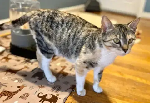 *Mama Taco