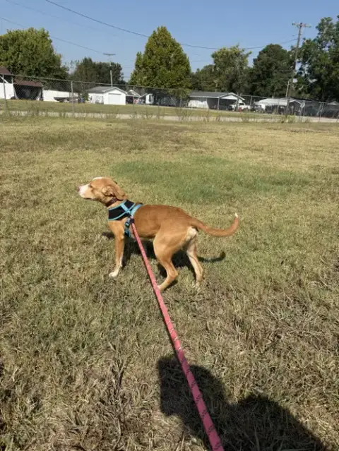 Dobby photo 4