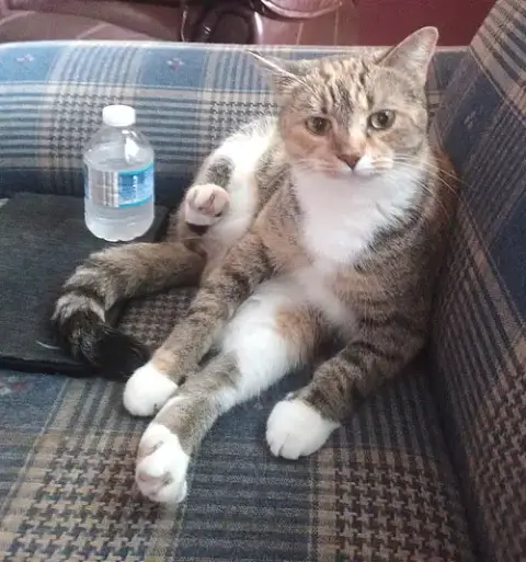 Kitty Phabulous Philomena