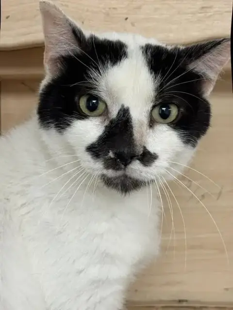Basil Mccow
