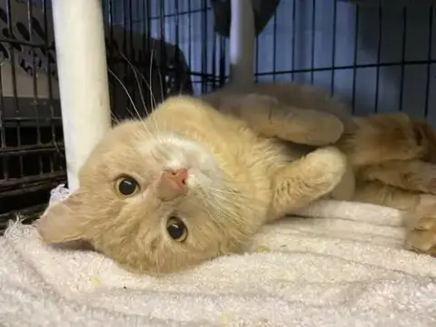 Butterscotch