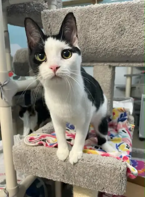 Rocket And Bandit