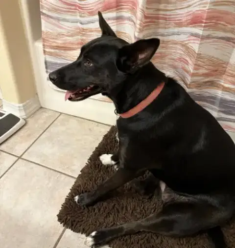 Dina